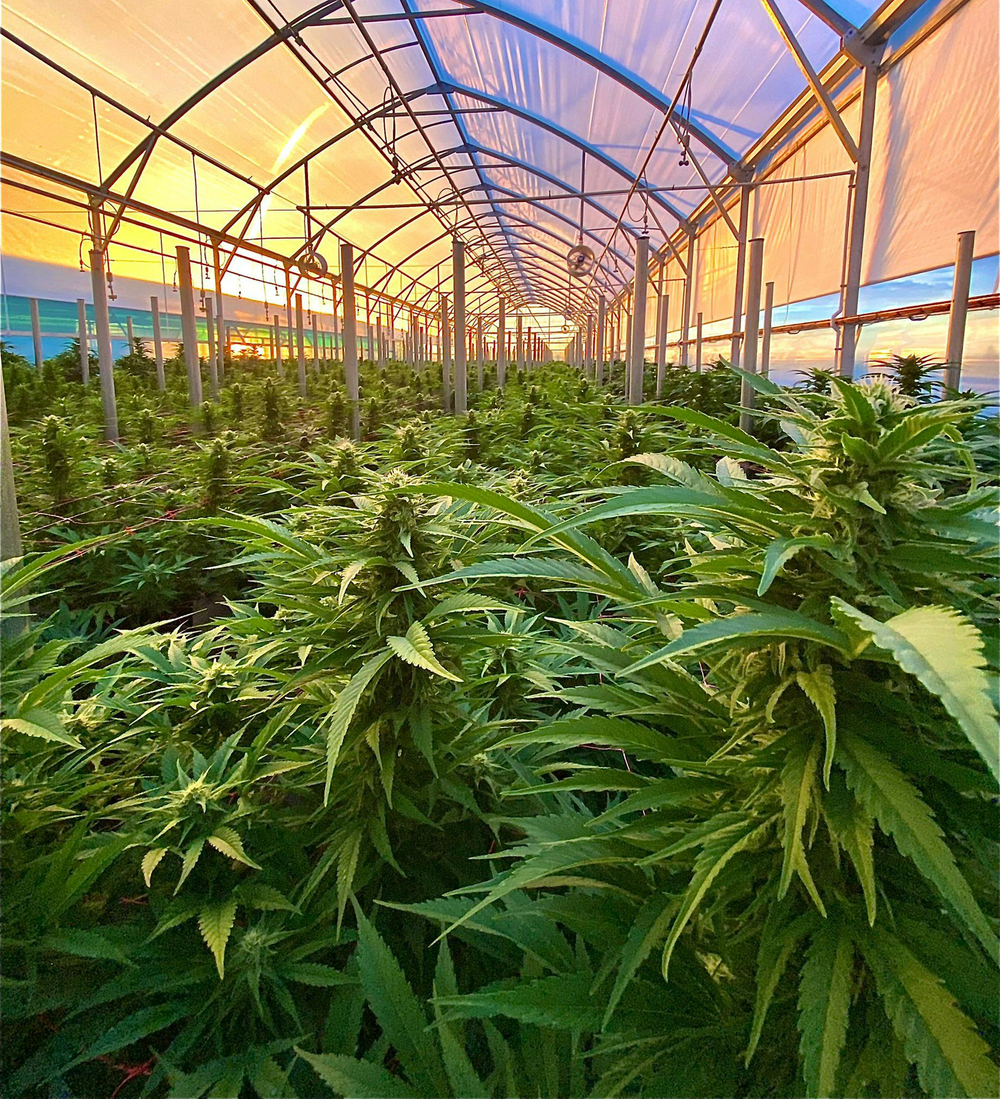 Cannabis plants at Puro