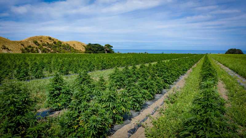 How Mother Nature is giving a kiwi cannabis company a competitive edge