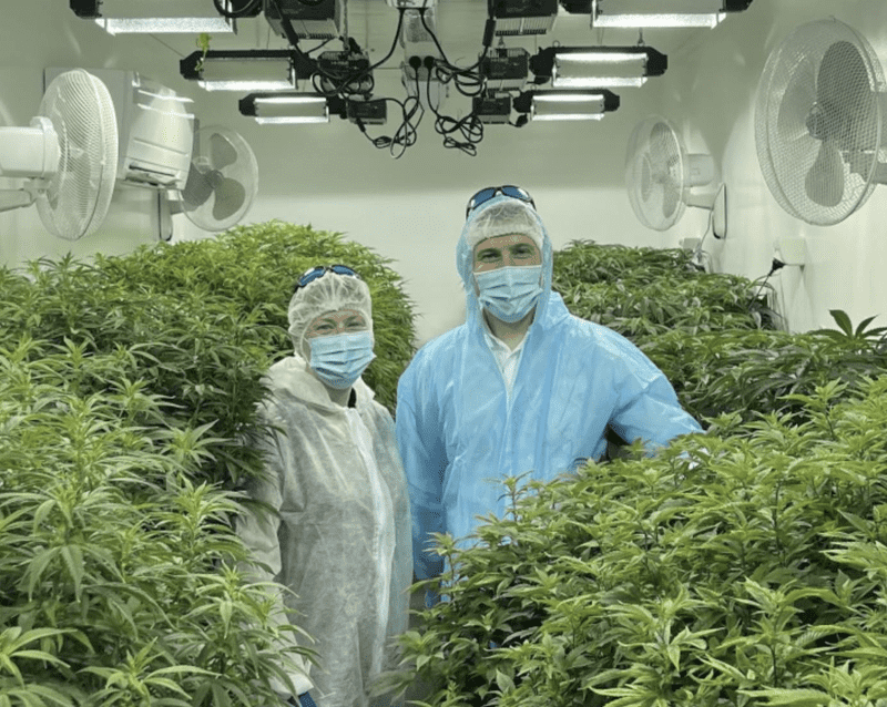 Landmark Agreement Paves Way For NZ Grown Cannabis Medicines