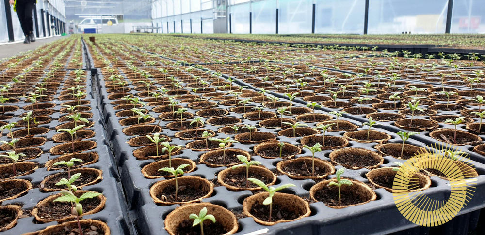 Puro's purpose-built nursery facility at Kēkerengu, with seeds germinating for the 2021/2022 growing season.