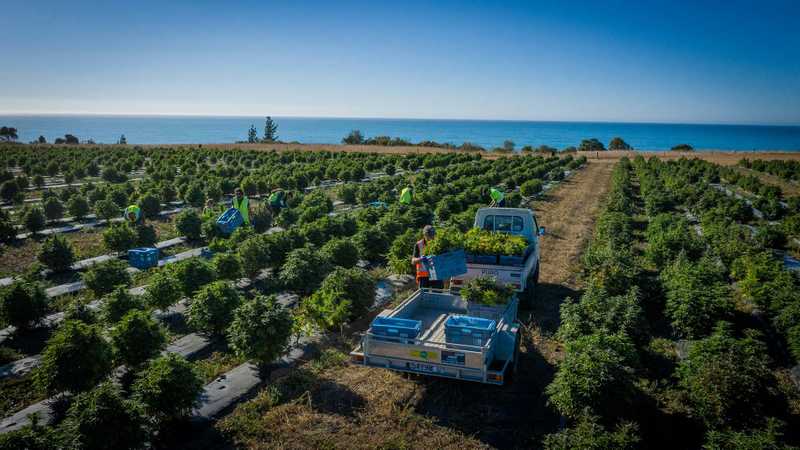 Harvest begins at NZ's largest medical cannabis crop